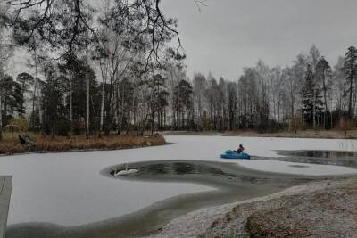 Лебеди с выксунского озера Лебедянка отправились на зимовку