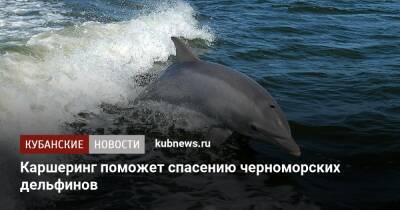 Каршеринг поможет спасению черноморских дельфинов