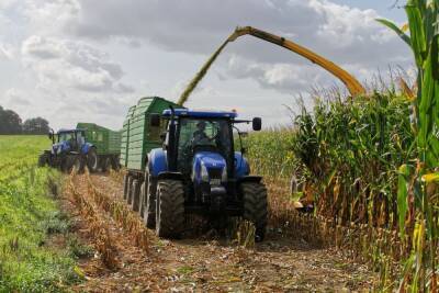 В ДНР собран рекордный урожай кукурузы