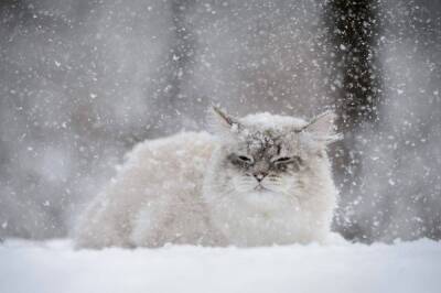 Снег, гололедица и порывистый ветер – прогноз погоды в Ленобласти на 24 ноября