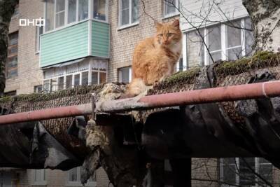 Более 1 700 котов смогут греться зимой на поврежденных теплотрассах в Нижегородской области