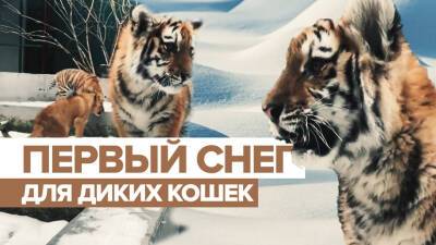Тигрята и львёнок из Иркутской зоогалереи впервые увидели снег — видео