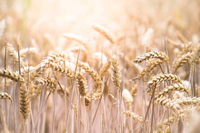 Цены на российскую пшеницу достигли рекорда