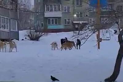 Жители Октябрьского района Новосибирска пожаловались на бродячих собак
