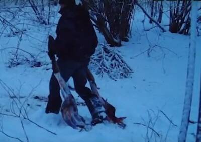 Браконьеры убили лосиху в Павловском районе