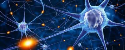 В коре мозга найдена группа клеток, вырабатывающая сверхбыстрые сигналы за 0,2 мс