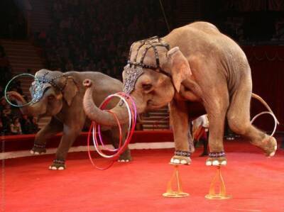 Во Франции запретят цирки с животными и дельфинарии