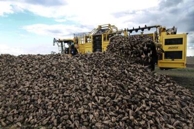 Несколько миллионов тонн сахарной свеклы собрали в Липецкой области