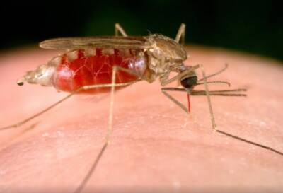 Ученые: Возбудители малярии выгодны для комаров