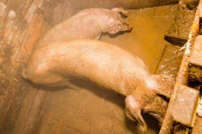 В Свердловской области убили 1784 свиньи из-за вспышки африканской чумы