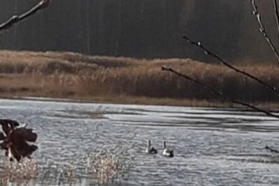 В Тверской области детеныши лебедя замерзают на реке
