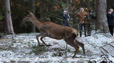 ФОТОФАКТ: 35 благородных оленей привезли в Витебский лесхоз