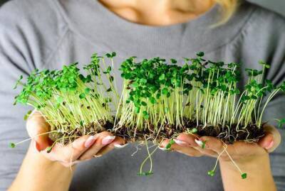 Какую микрозелень легко выращивать дома