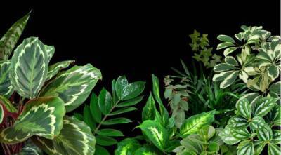 Стойкие оловянные солдатики: 16 комнатных растений, которым не нужно дополнительное освещение зимой