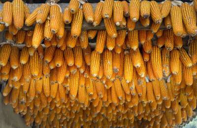 Прогноз: Украина опустится в рейтинге мировых экспортеров кукурузы