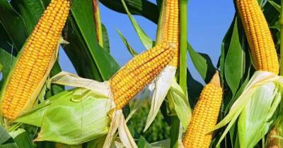 Минагро прогнозирует рекордный урожай кукурузы
