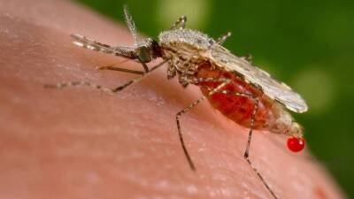 Паразит Plasmodium falciparium делает малярийных комаров «моложе»