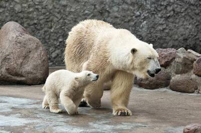 В зоопарке Ростока родились белые медвежата-близнецы