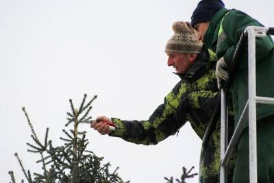 Власти пообещали установить новогодние ели в 3 новых местах Новосибирска к 10 декабря