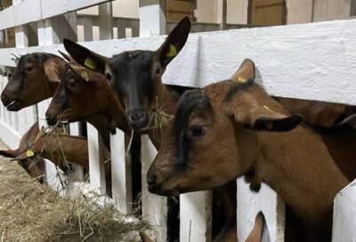 В Ленобласть доставили альпийских коз для разведения