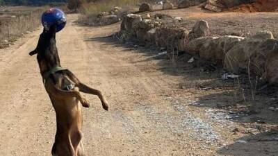 Собака, похищенная год назад в Хадере, вернулась к хозяевам