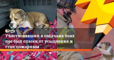 Участвовавший в собачьих боях пес был спасен от усыпления и стал пожарным