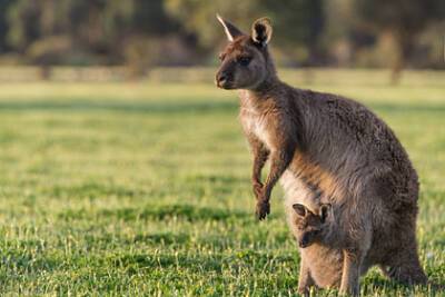 Ради новой дороги предложили убить сотни кенгуру