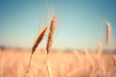 Донские аграрии в этом году могут установить рекорд по валовому сбору зерна