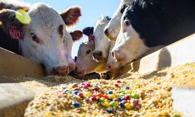 Зачем использовать кормовые добавки: польза для животных и скотоводов