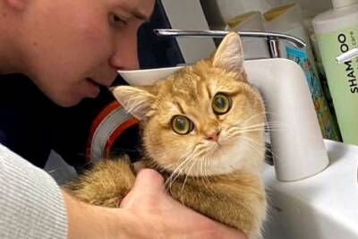 Застрявшего в раковине кота освободили спасатели в Новосибирске