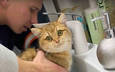 В Новосибирске спасатели освободили лапу кота из раковины