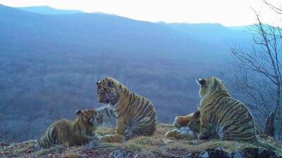 Впервые за последние полвека в Якутии обнаружили следы амурского тигра