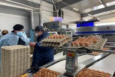 Буйская птицефабрика намерена в 2022 году нарастить производство яиц