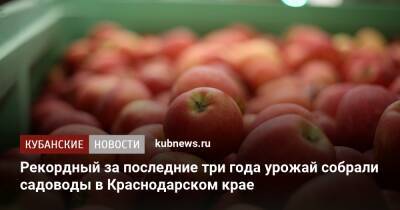 Рекордный за последние три года урожай собрали садоводы в Краснодарском крае