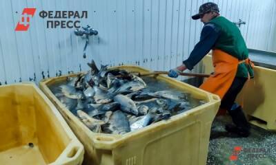 Приморские рыбаки ловят по 900 тонн сельди в день