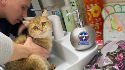 Спасение рыжего: кот-купальщик застрял в раковине в Новосибирске