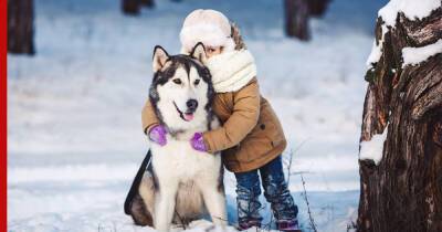 Самые выносливые: северные породы собак, которые подойдут жителям холодных регионов