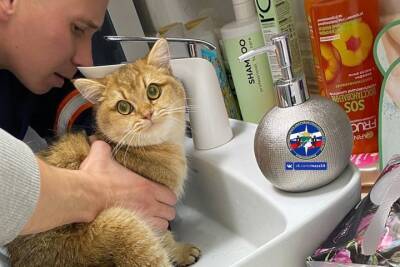 Новосибирские спасатели освободили кота, застрявшего в раковине
