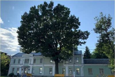 В Твери началось голосование за название для 170-летнего дуба