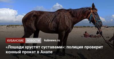 «Лошади хрустят суставами»: полиция проверит конный прокат в Анапе