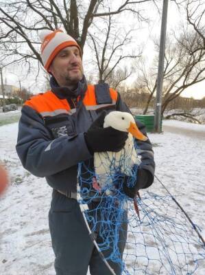 В Петербурге волонтеры спасают диких уток, замерзающих на водоемах города