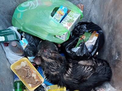 «Убивали топором»: южноуральские волонтеры выхаживают собаку, найденную в мусорном баке с пробитой головой - u24.ru - Еманжелинск