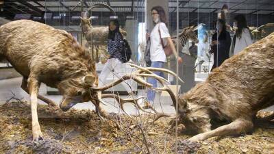 Выставка «Порато баско» откроется в Дарвиновском музее