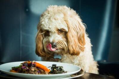 Можно ли угостить собаку остатками соуса или подливы?