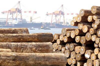 В Казахстане принято решение ввести запрет на вывоз отдельных видов лесоматериалов