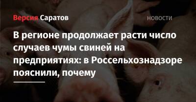 В регионе продолжает расти число случаев чумы свиней на предприятиях: в Россельхознадзоре пояснили, почему