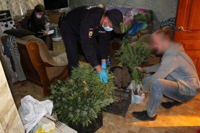 Полиция обнаружила под Екатеринбургом поле наркотического мака. Его уничтожили трактором
