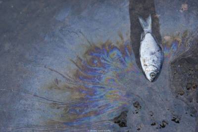 Из-за слива отходов в реке в Тверской области погибла рыба