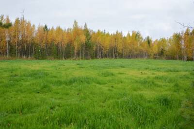 «Роснефть» в Югре рекультивировала более 150 гектаров земель