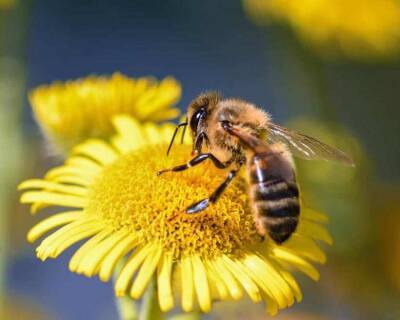Учёные нашли в тропических лесах питающихся мясом пчёл